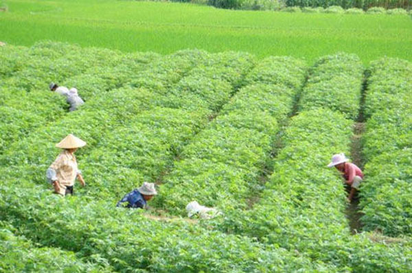 發(fā)展綠色飼料種植業(yè) 發(fā)展綠色飼料種植業(yè)