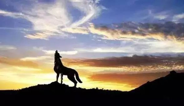 創業,一個從家狗變成狼的過程 創業,一個從家狗變成狼的過程