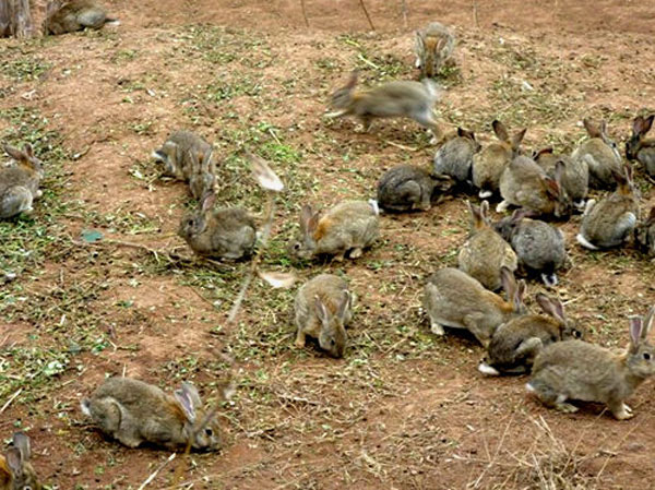 特色養(yǎng)殖業(yè) 特色養(yǎng)殖業(yè)