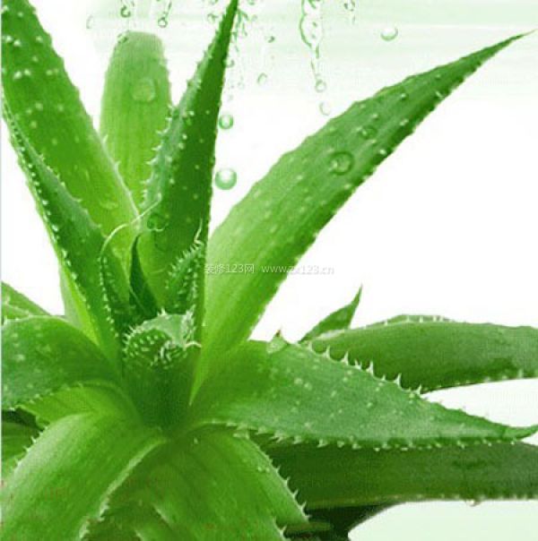 室內裝飾植物 室內裝飾植物