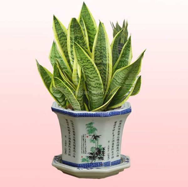 室內裝飾植物 室內裝飾植物