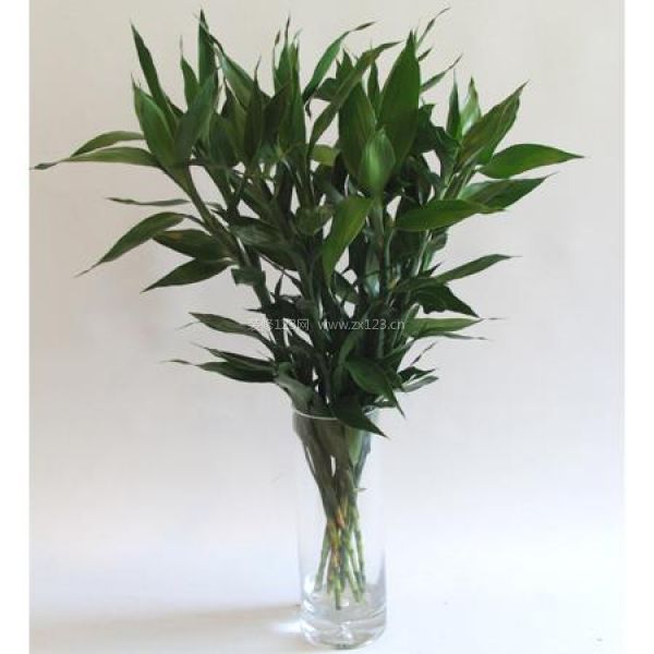 室內(nèi)植物風水