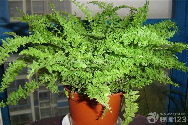 新房裝修好怎么除味好之植物除味